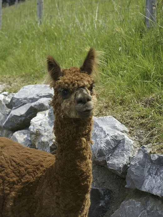 One of the Worcestershire alpacas